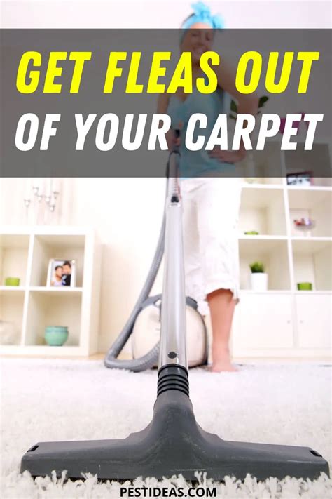 Get Rid Of Fleas In Carpet Get Them Out Of Your Carpet Fast