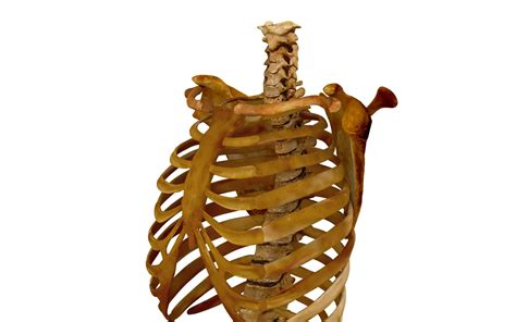 The vertebral column is the defining characteristic of a vertebrate in which the notochord (a flexible rod of uniform. Human spine bones 3D Model - by Renderbot LLC