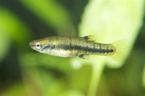 21 Pequeños Peces De Agua Dulce Para Nano Tanques Y Acuarios Good Mood