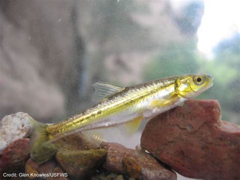 Feds List Two Arizona Fish As Endangered Name 710 Miles Of ‘critical