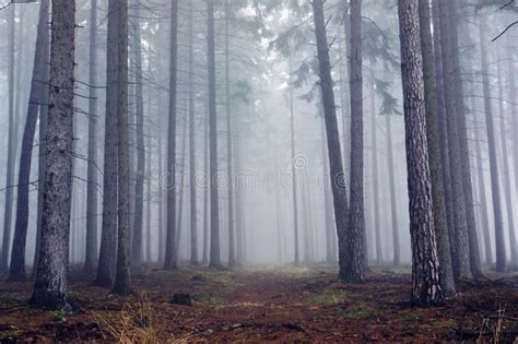 Foggy Autumn Forest Stock Image Image Of Mysterious 90541183