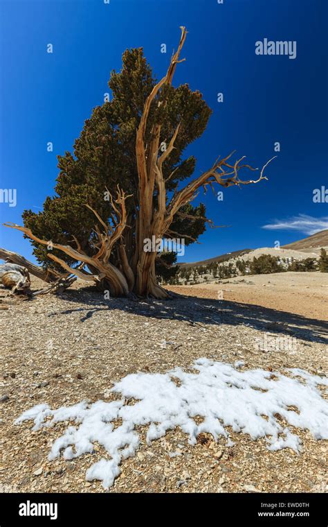 Bristlecone Pine Forest In The White Mountains Eastern California Usa