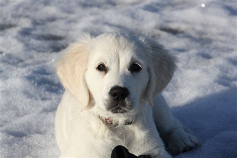 Wallpaper White Snow Winter Labrador Retriever Puppy Vertebrate