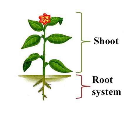 Shoot System And Root System Barebonestory