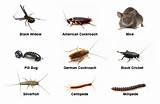 Pictures of Types Of Home Pests