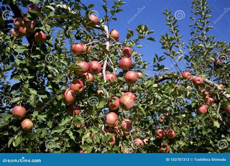 Fuji Apples In Japanese Orchard Stock Image Image Of Food Juicy