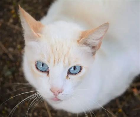 Flame Point Siamese Cat Personality Explained Animals Hq