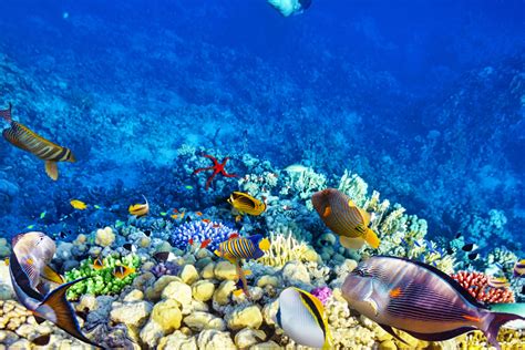 Sejauh ini ikan lentera adalah ikan laut dalam yang paling banyak. Umbul Ponggok, wisata foto serasa di dasar laut