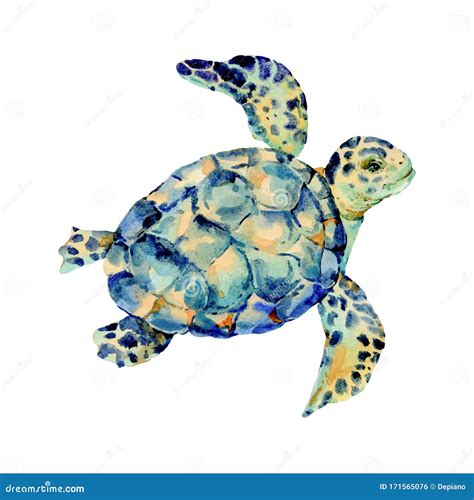 Watercolor Vintage Sea Turtle Natural Greeting Card Stock Illustration
