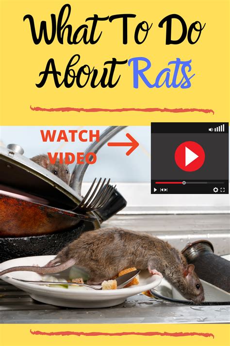 Because buying a bunch of traps when there are only two or three of them is wasteful. Learn How To Get Rid Of Rats In Your Home Or Property ...