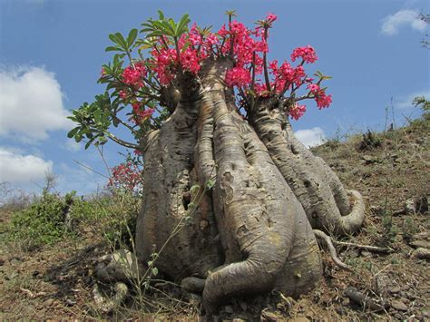 Looking Like Miniture Baobab Trees The Desert Rose Is A Gorgeous Dwarf