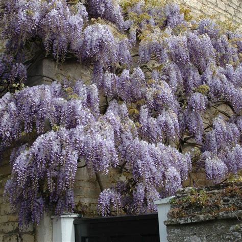 Check spelling or type a new query. Wisteria Plant Woody Climbing Flowering Vines Pathways ...