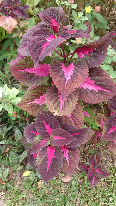 Create your free shoot garden and make a record of the plants in your garden. Coleus buntnessel: what you need to know | Stavern ...
