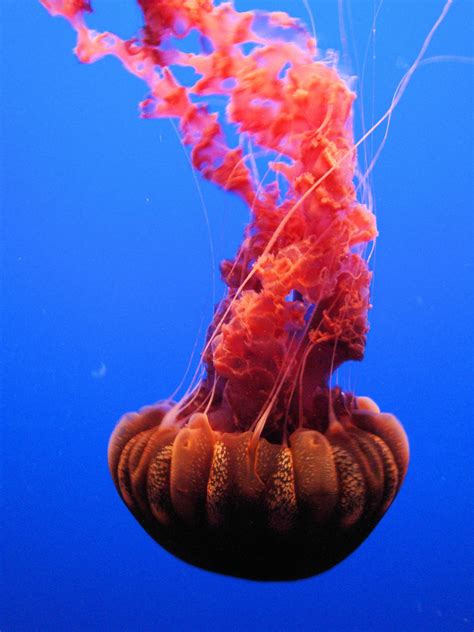 Red Jellyfish Swimming On The Deep Blue Sea Monterey California Usa