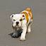 Toy Bulldog Breed  Pictures Information Temperament Characteristics