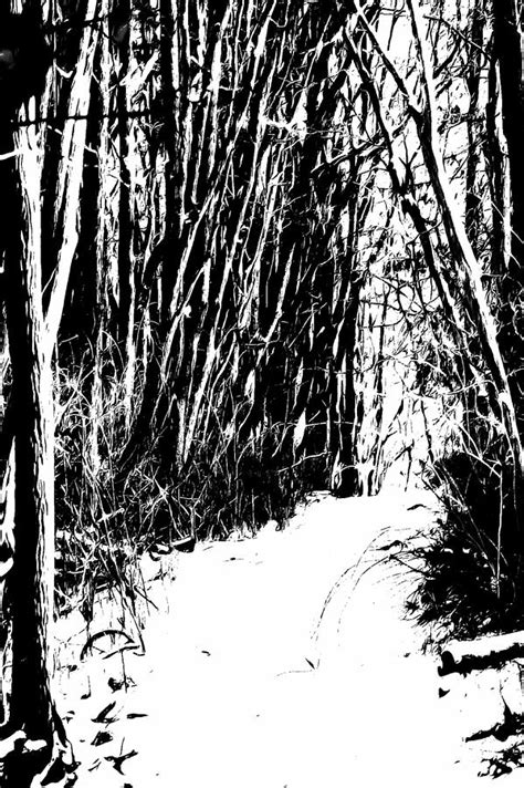 Forest Snow Path Digital Art By Shelley Smith Fine Art America