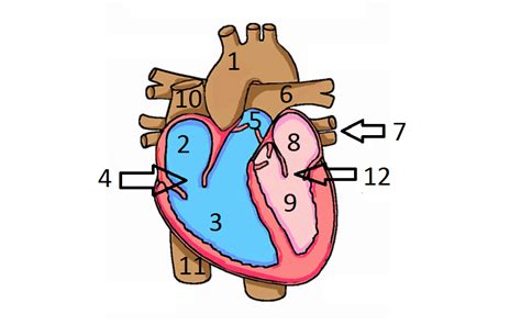 Label Of The Human Heart Quiz Proprofs Quiz