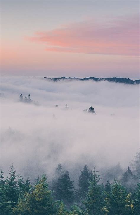 After the war, the kent family began to rent out the cabins to friends and family, including dorothea lange. Mount Tamalpais State Park | State parks, Mount tamalpais ...