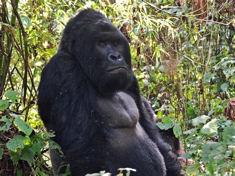 Natureza Maiores Gorilas Do Mundo Estão A Um Passo De Serem Extintos