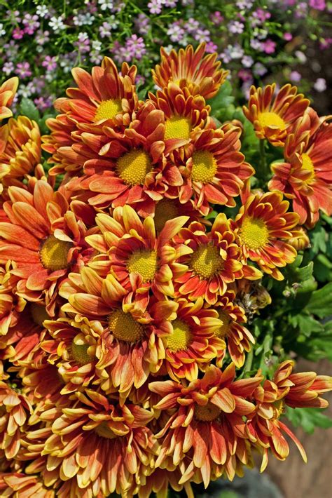 Orange Daisy Flower Stock Image Colourbox