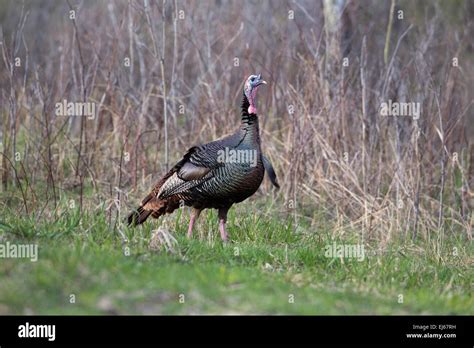 Eastern Wild Turkey Stock Photo Alamy