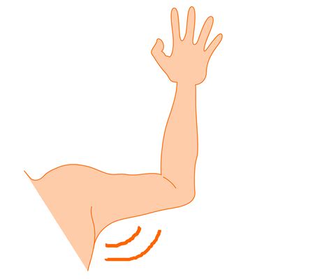 Nerve Arm Nervous System Elbow Vein Arm Transparent Background Png