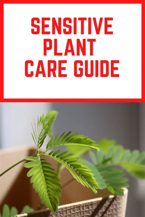Sensitive Plant Care Guide Sensitive Plant Plant Care