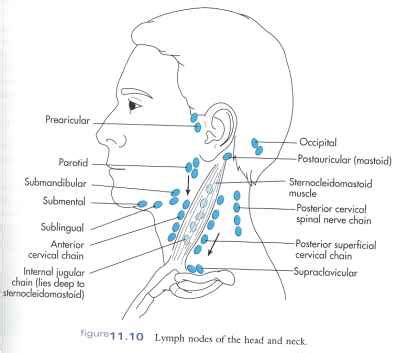 Level ii upper internal jugular nodes, posterior to the back of the submandibular salivary gland, anterior to the back of the sternocleidomastoid muscle. Cancer Metastatic to Cervical Lymph Nodes from an Occult ...