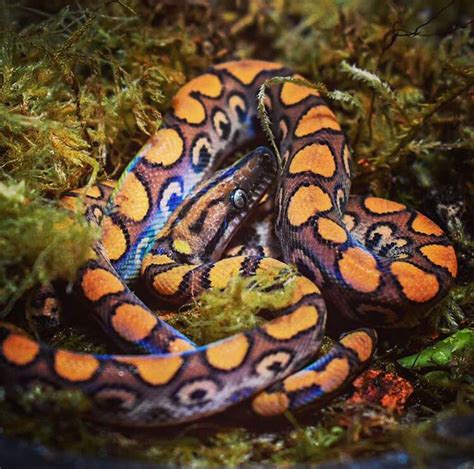 My Boyfriend Took This Picture Of Our New Brazilian Rainbow Boa😊