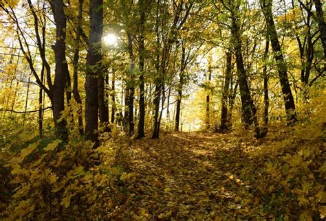 Laeacco Autumn Yellow Forest Tree Pathway Photography Backgrounds