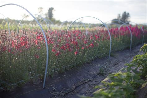 For other plants, a good place for a cut may be down to a place on the stem where there is a lateral leaf. How-To Grow More Cut Flowers Than You Ever Thought ...