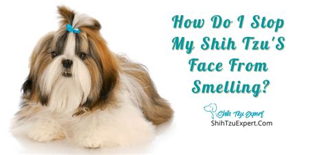 How Do I Stop My Shih Tzus Face From Smelling The Simple Tricks