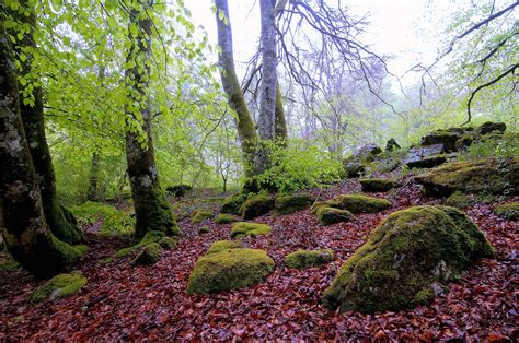 forest, Trees, Rocks, Nature Wallpapers HD / Desktop and Mobile Backgrounds