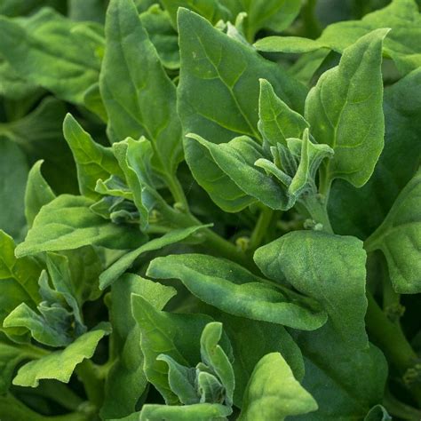 New Zealand Spinach Seeds Warrigal Spinach Everwilde Farms