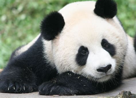 Giant Panda Bear Information And Latest Images 2013 Beautiful And
