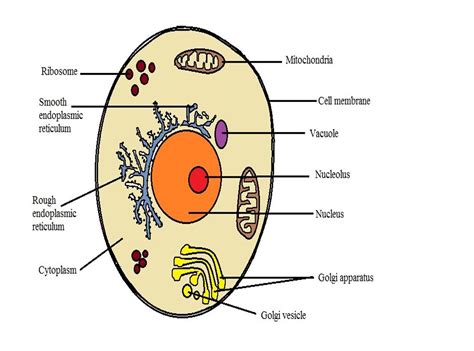 Model Diagram Of An Animal Cell Credit Plant And