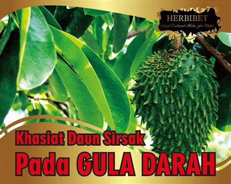 Siapkan 4 atau 5 lembar daun alpukat dan cuci bersih Gula Darah Keluarga: Khasiat Daun Sirsak Untuk Menurunkan ...