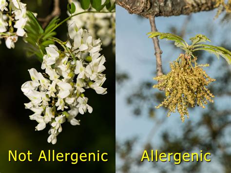 Check spelling or type a new query. Flowers, Pollen and Allergies - Venerable Trees