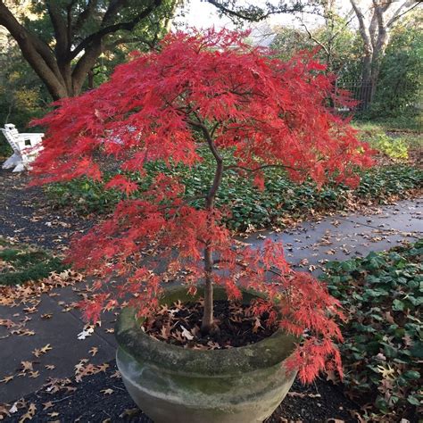 Japanese Maples Are Small Trees That Make A Big Impact