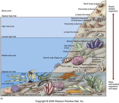 Chapter 11 Intertidal Diagram Quizlet