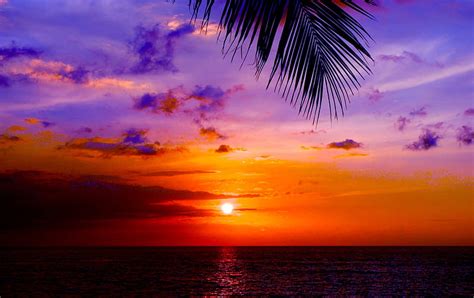 Summer Sundown Beach Palm Sunset Sky Branch Sea Hd Wallpaper