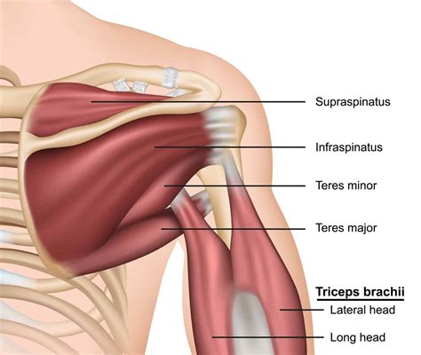 Rotator Cuff Injuries Rotator Cuff Injury Rotator Cuff Shoulder Anatomy