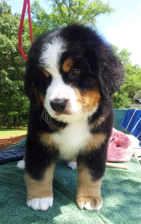 Bernese Mountain Puppy One Of The Most Beautiful Dogs