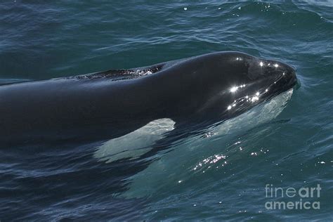 Biggs Transients Type Killer Whales In Monterey Bay Photograph By