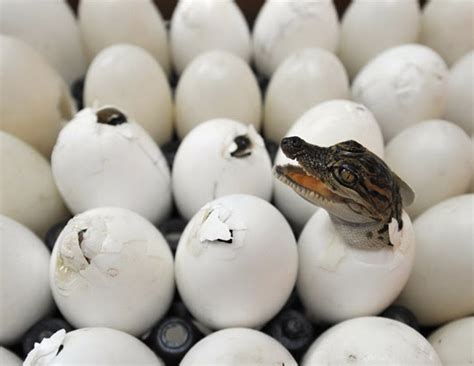 Reptilian Ramblings Crocodile Eggs