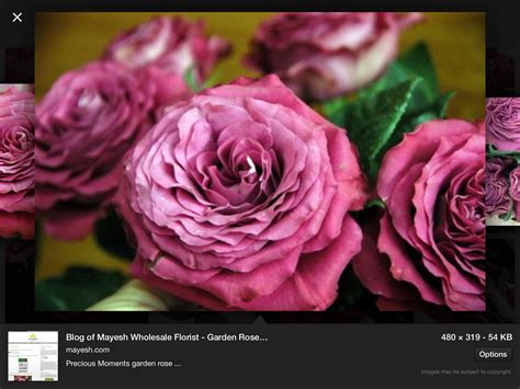 Maybe you would like to learn more about one of these? Precious Moments roses | Rose, Jewel tones, Flowers