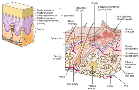 The Integumentary System Structure And Function Nursing Part 1