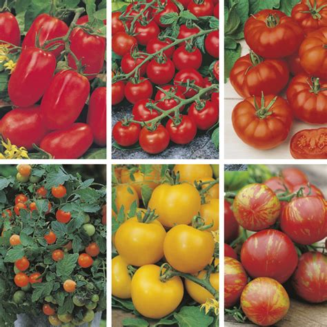 Tomato Seed Collection From Mr Fothergills Seeds And Plants