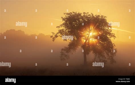 Sunbeams Through Tree Stock Photo Alamy