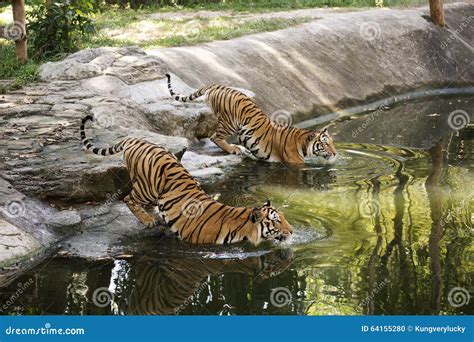 Two Bengal Tigers Walking Stock Photo Image Of Bengal 64155280